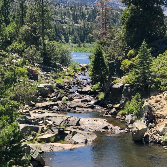 tahoebabeflower